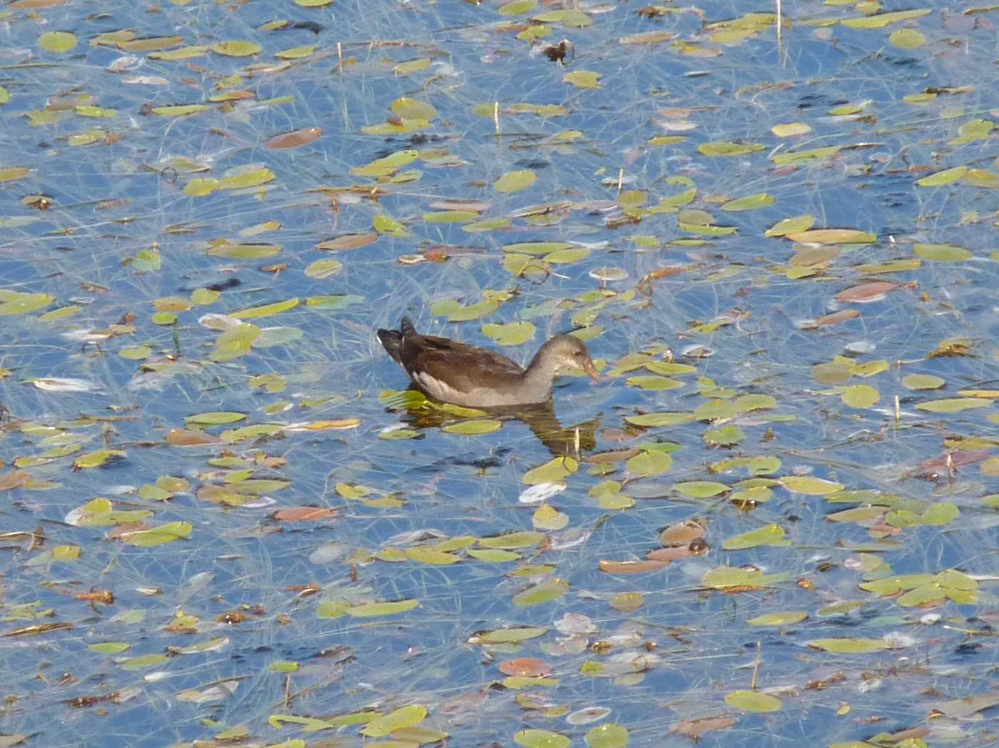 Adulto e giovane di gallinella d''acqua?